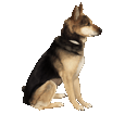 German Shepherd Dog ##STADE## - coat 1340000219