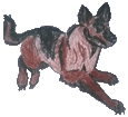German Shepherd Dog ##STADE## - coat 1340000558