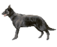 German Shepherd Dog ##STADE## - coat 51
