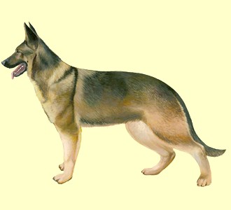 German Shepherd Dog ##STADE## - coat 52