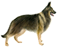 German Shepherd Dog ##STADE## - coat 90