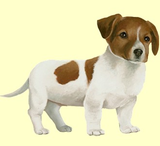 Take in a jack russell breed dog