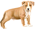 American Staffordshire Terrier ##STADE## - coat 17