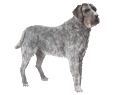 Wirehaired Pointing Griffon ##STADE## - coat 52