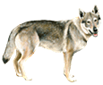 Czechoslovakian Wolfdog ##STADE## - coat 52
