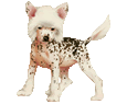 Chinese Crested Dog ##STADE## - coat 184