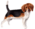 Beagle ##STADE## - coat 34