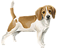 Beagle ##STADE## - coat 5
